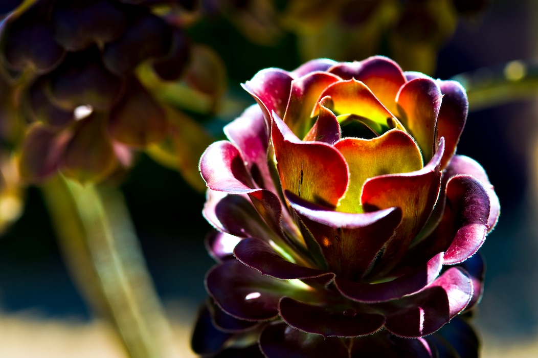 DENVER – Sunlight falls upon a tropical flower at the Denver Botanical Gardens.  The gardens have a temperature-controlled indoor greenhouse designed to protect the many types of tropical flowers available for viewing.  (U.S. Air Force photo by Airman 1st Class Phillip Houk)