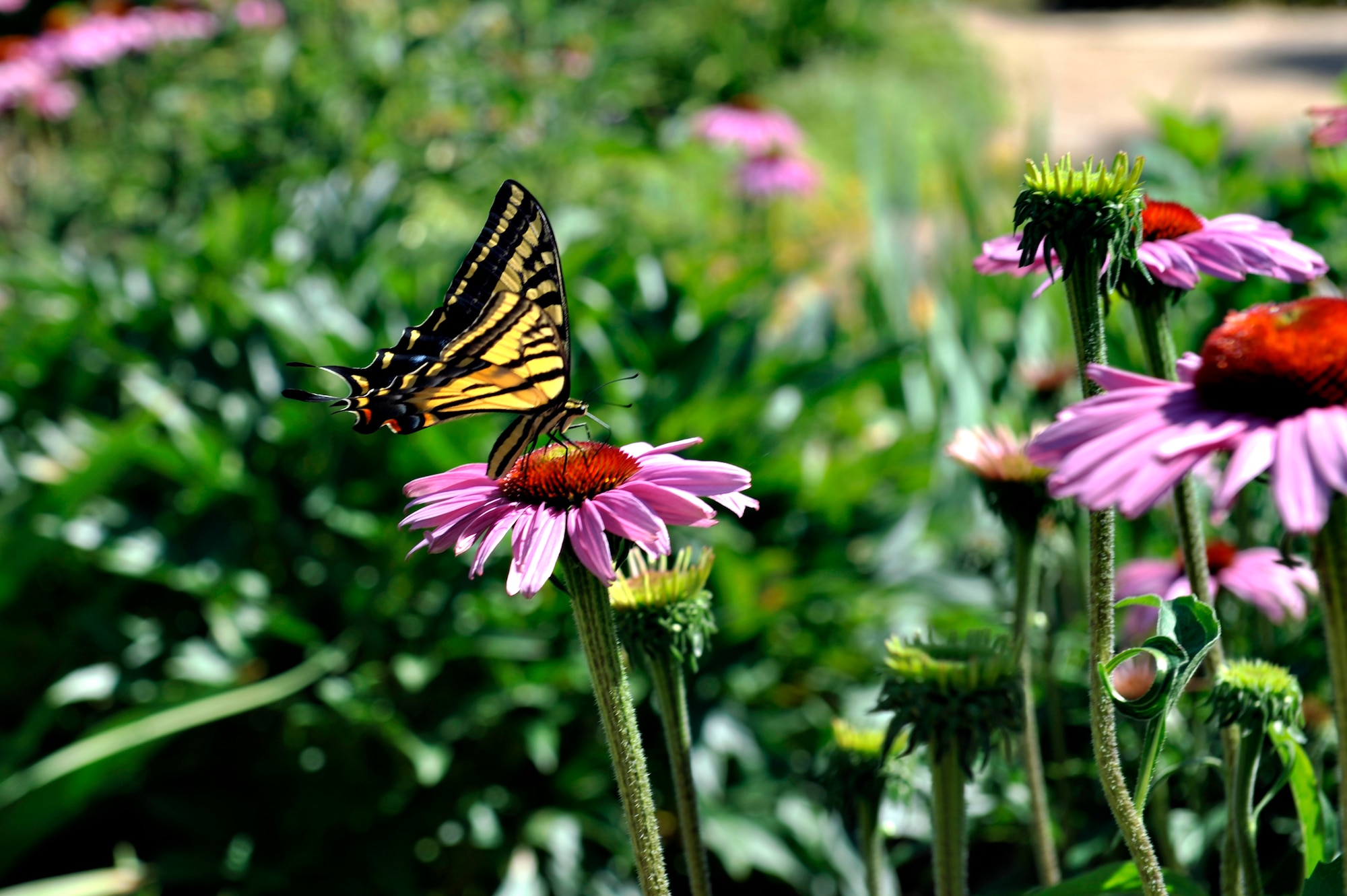 DENVER – A butterfly stops for a quick break on a flower at the Denver Botanical Gardens.  Many species of animals live among the gardens and form a cohesive ecosystem.  (U.S. Air Force photo by Airman 1st Class Riley Johnson)  