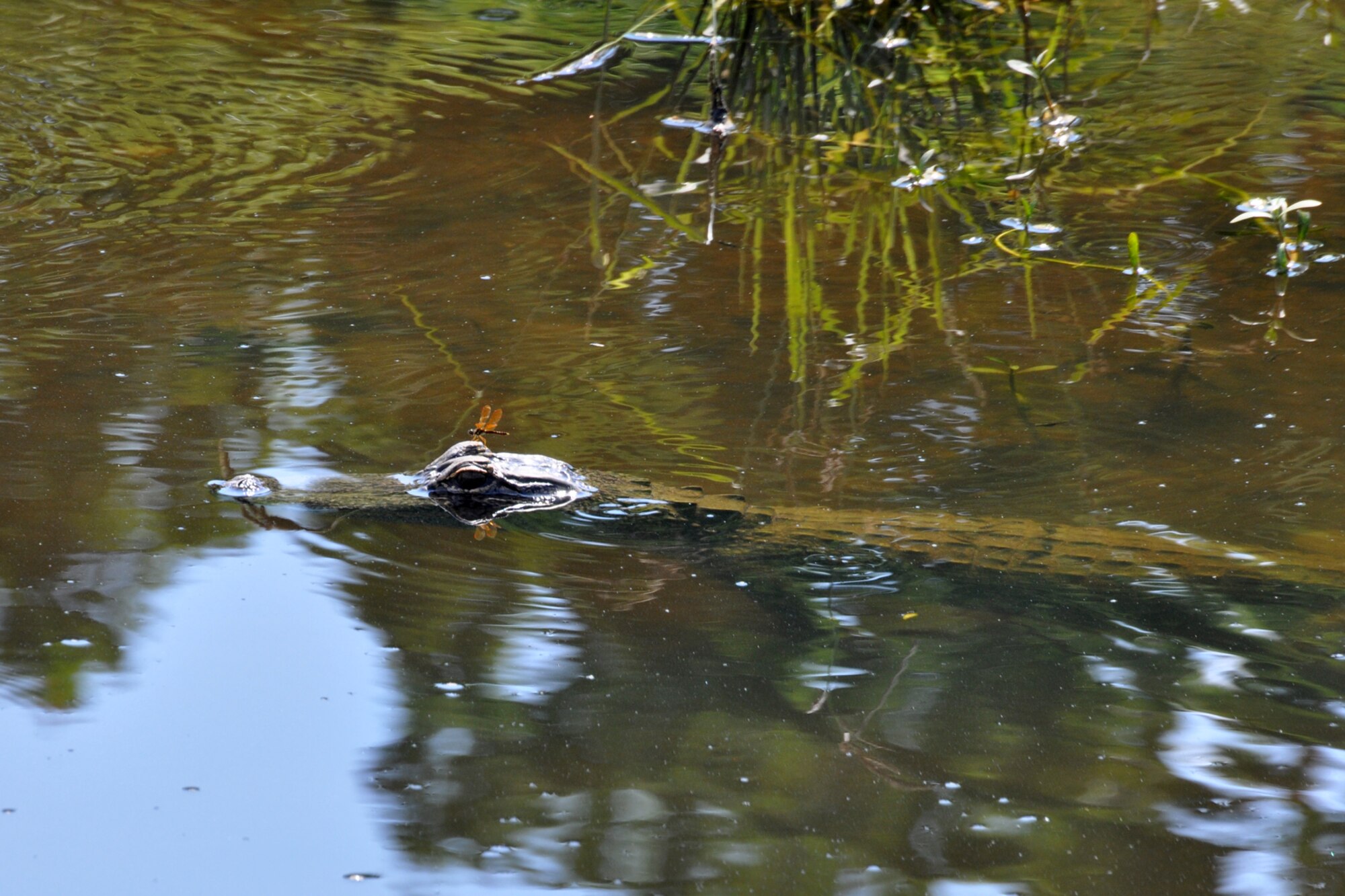 A young alligator provides a landing strip for a dragonfly in the run-off creek in front of the 307th Bomb Wing Headquarters building at Barksdale Air Force Base, La., June 21, 2012.  Around this time almost every year, a young alligator appears in the same location for the summer. Numerous species of animals, birds and reptiles make their homes here.  Barksdale Airmen take pride in maintaining a base that is animal friendly. (U.S. Air Force photo by Master Sgt. Jeff Walston/Released)