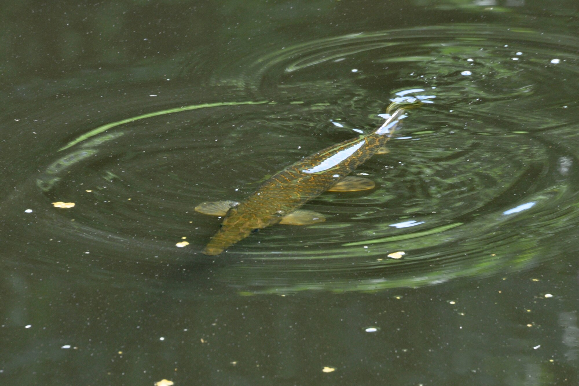 A two-foot-long alligator gar fish swims in a small body of water in front of the 307th Bomb Wing Headquarters building at Barksdale Air Force Base, La., June 21, 2012.  The fish shares the small area, which is about 15 square yards, with an alligator and as family of Nutria. There are many species of animals, birds and reptiles make their homes and thrive on base.  Barksdale Airmen take pride in maintaining a base that is animal friendly. (U.S. Air Force photo by Master Sgt. Jeff Walston/Released)