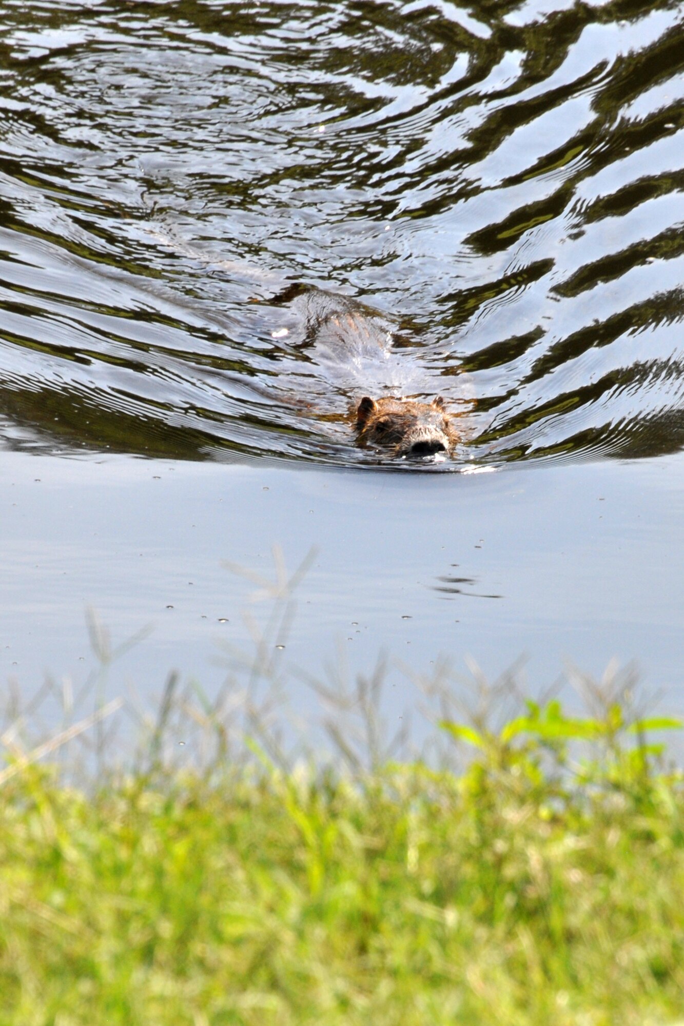 A large Nutria makes a run for the bank after spotting an alligator in a small body of water in front of the 307th Bomb Wing Headquarters building at Barksdale Air Force Base, La., June 21, 2012. The body of water, which is about 15 square yards, is currently home to an alligator, a large alligator gar fish and a family of Nutria. There are many species of animals, birds and reptiles make their homes and thrive on base.  Barksdale Airmen take pride in maintaining a base that is animal friendly. (U.S. Air Force photo by Master Sgt. Jeff Walston/Released)