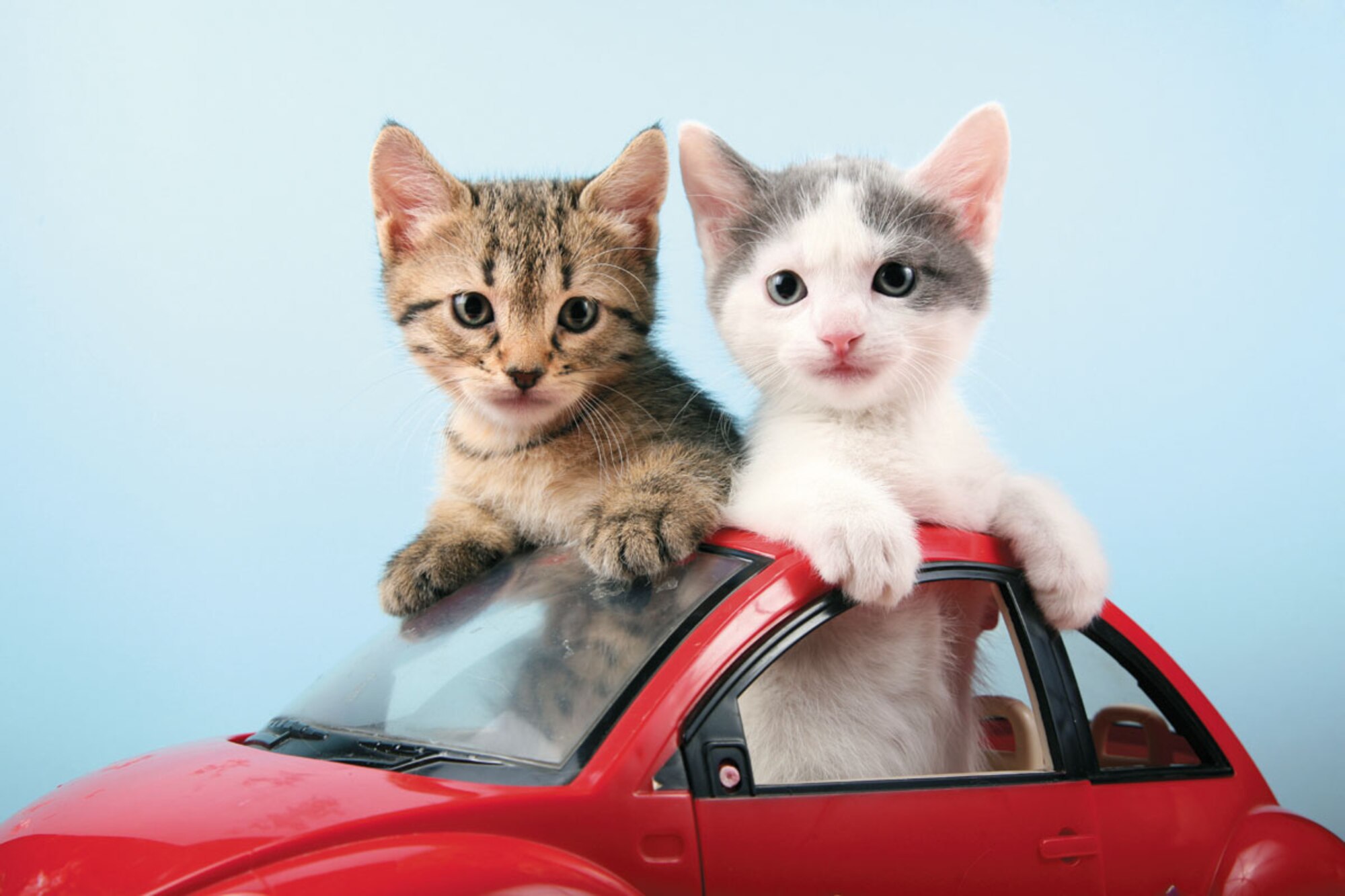 Make travel with your pet easier this PCS. (Courtesy photo)