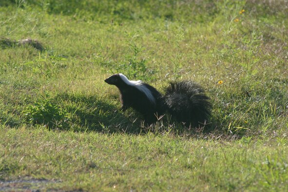 During spring and fall Tinker is a transit area for skunks. Picking up trash, properly securing trash cans and removing uneaten pet food helps reduce unwanted skunk encounters. (Air Force photo)