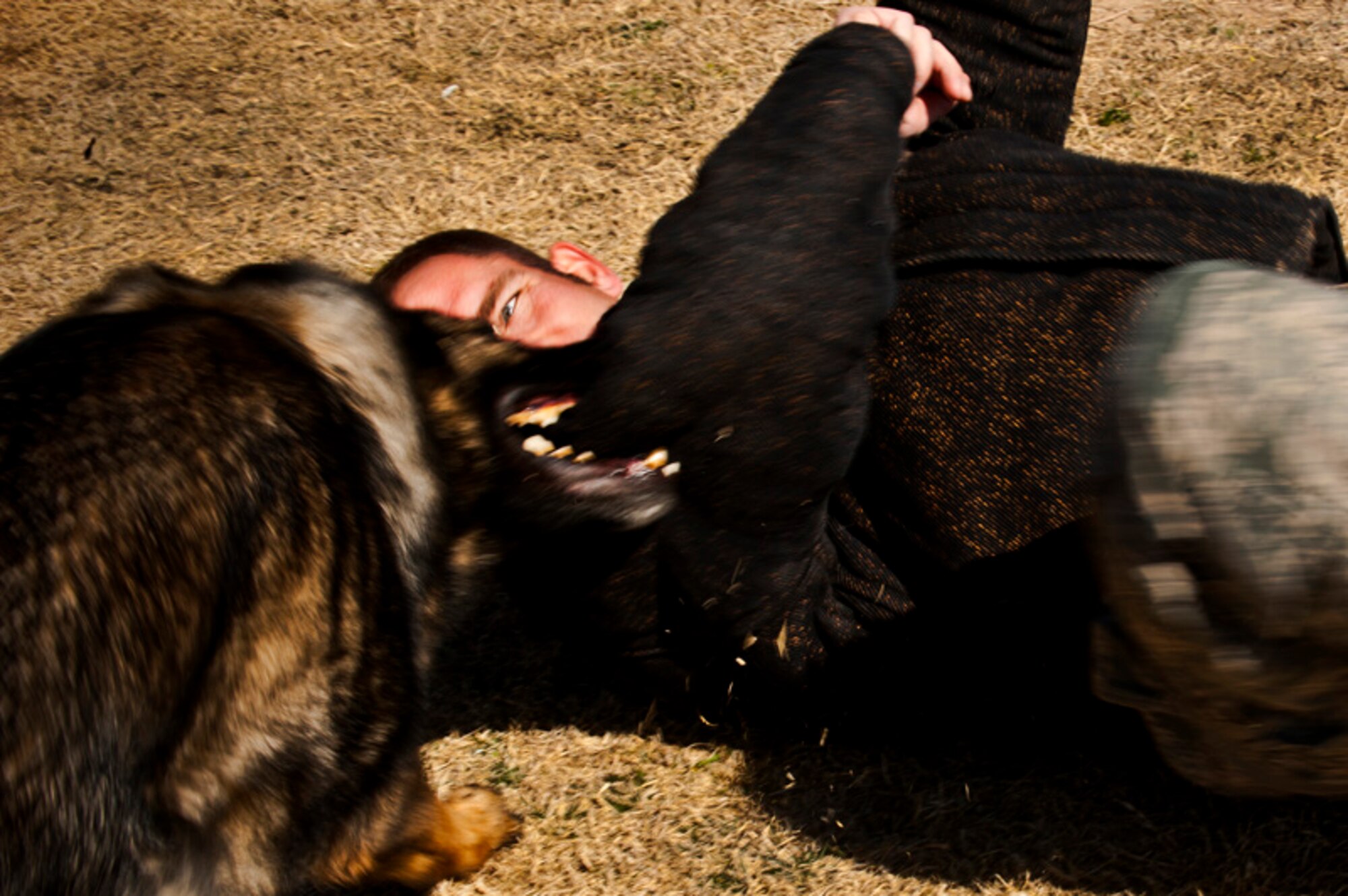 Military working dog Pike "apprehends" a "suspect", Staff Sgt. Tanner Grutz, 99th Security Forces Squadron military working dog handler, March 2, 2012, at Nellis Air Force Base, Nev. Military working dogs undergo daily training to handle a wide range of scenarios. (U.S. Air Force photo by Senior Airman Jack Sanders)