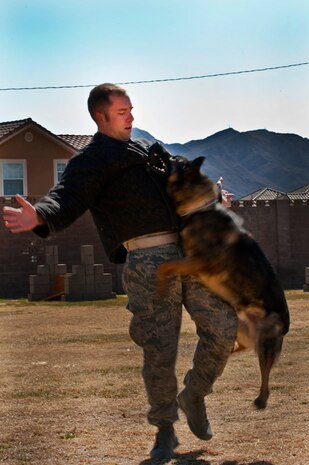 Pike, a military working dog, "apprehends" a "suspect", Staff Sgt. Tanner Grutz, 99th Security Forces Squadron military working dog handler during training March 2, 2012, at Nellis Air Force Base, Nev. Military working dogs undergo daily training to handle a wide range of scenarios. (U.S. Air Force photo by Senior Airman Jack Sanders)