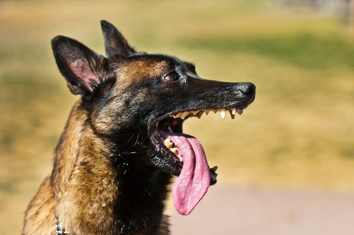 Erick, a 99th Security Forces Squadron military working dog, keeps a watchful eye as his handler "apprehends" a simulated "suspect" during training March 2, 2012, at Nellis Air Force Base, Nev. Military working dogs undergo daily training to handle a wide range of scenarios. (U.S. Air Force photo by Senior Airman Jack Sanders)