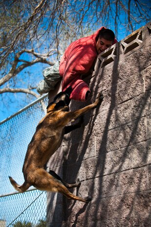 Military working dog Erik climbs a wall to apprehend a "suspect", Senior Airman Julio Cervantes, 99th Security Forces Squadron, military working dog handler, March 2, 2012Nellis Air Force Base, Nev. Military working dogs undergo daily training to handle a wide range of scenarios. (U.S. Air Force photo by Senior Airman Jack Sanders)