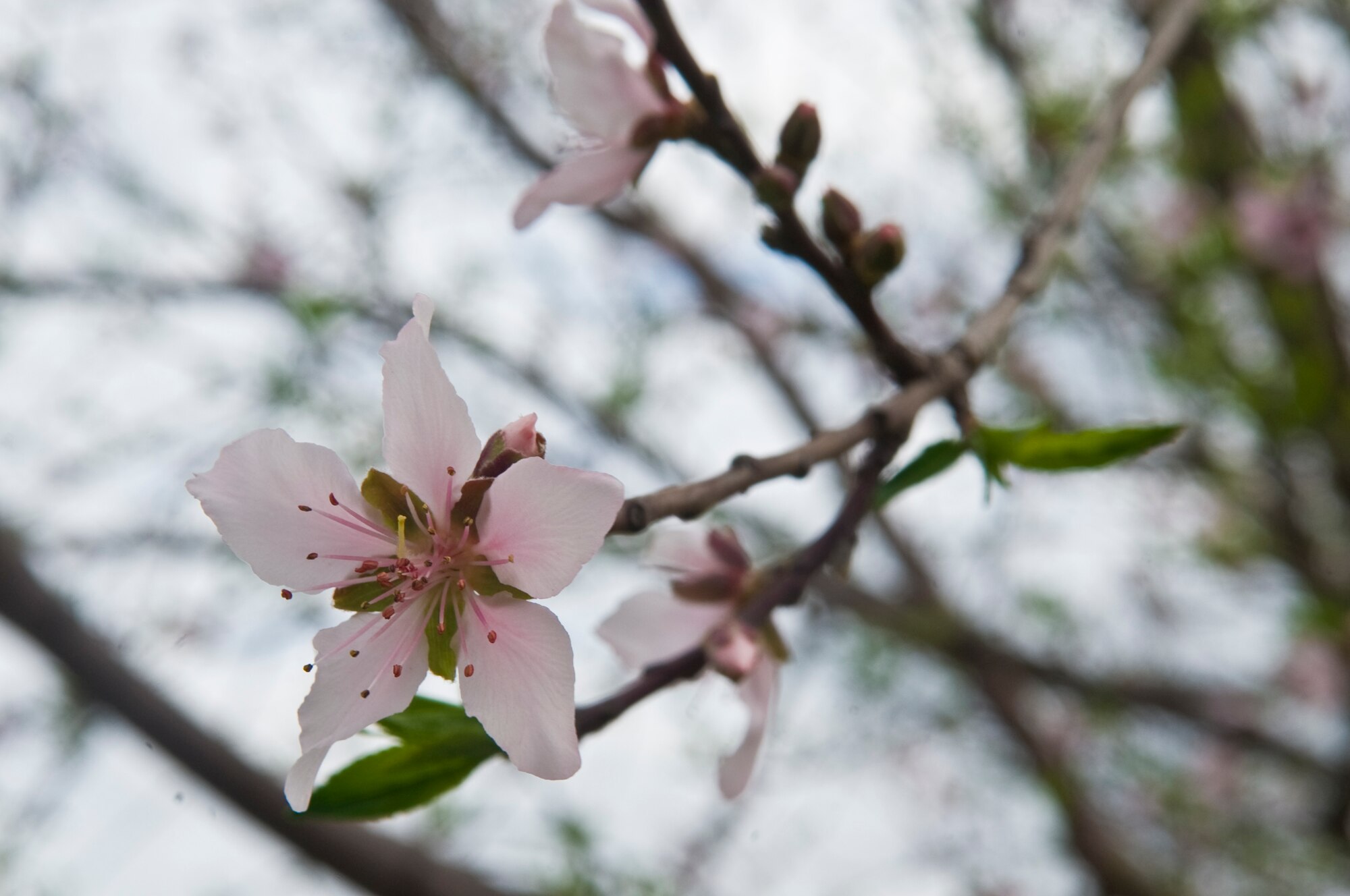 Blossoms bloom on an ornamental Cherry tree in front of the Child Development Center on Barksdale Air Force Base, La., March 7. The tree was planted years ago by children attending the CDC in honor of Arbor Day. (U.S. Air Force photo/Senior Airman Kristin High)(RELEASED)