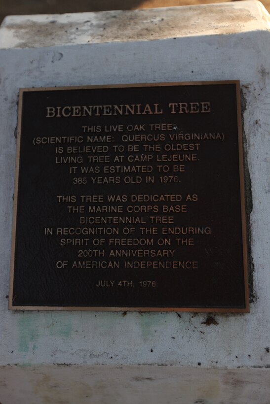 The live oak, or quercus virginiana, on McHugh Boulevard aboard Marine Corps Base Camp Lejeune was dedicated as the Bicentennial Tree July 4, 1976, in commemoration of the nation’s 200th anniversary. Cables are now installed to help distribute the weight of its massive, sprawling limbs.