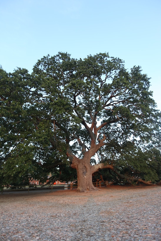 The live oak, or quercus virginiana, on McHugh Boulevard aboard Marine Corps Base Camp Lejeune was dedicated as the Bicentennial Tree July 4, 1976, in commemoration of the nation’s 200th anniversary. The sprawling limbs reach out to the ground, a common characteristic among the species iconic of the South.