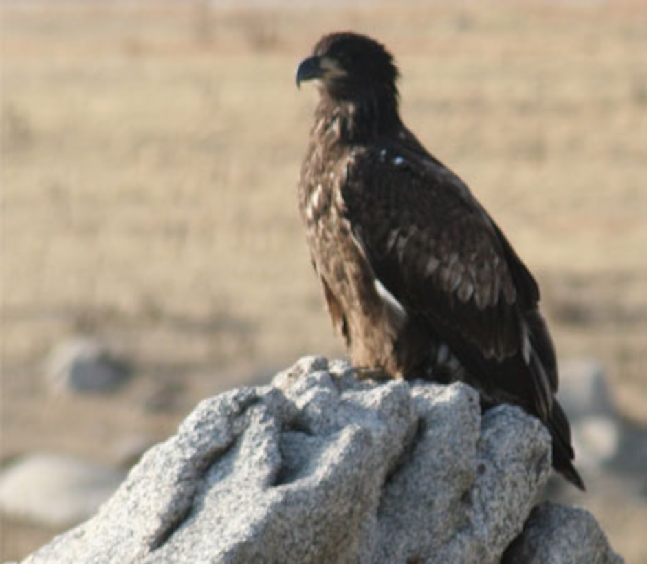 Eagles are once again nesting in a portion of Eastman Lake Park, prompting temporary changes for visitors. This young eaglet was photographed by Keith Willis in 2008. 