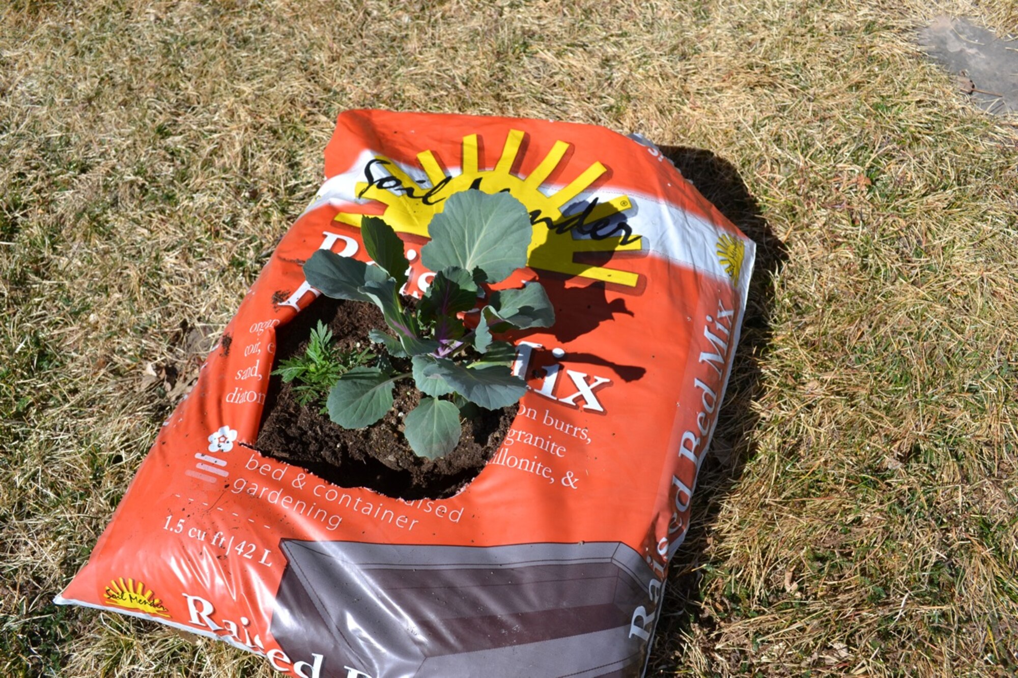 Beginner gardeners can use portable or small containers to experiment with gardening.  Plants will grow in practically any container. Here, a gardener uses a soil bag as a container for plants. (Photo courtesy of Larry Stebbins)
