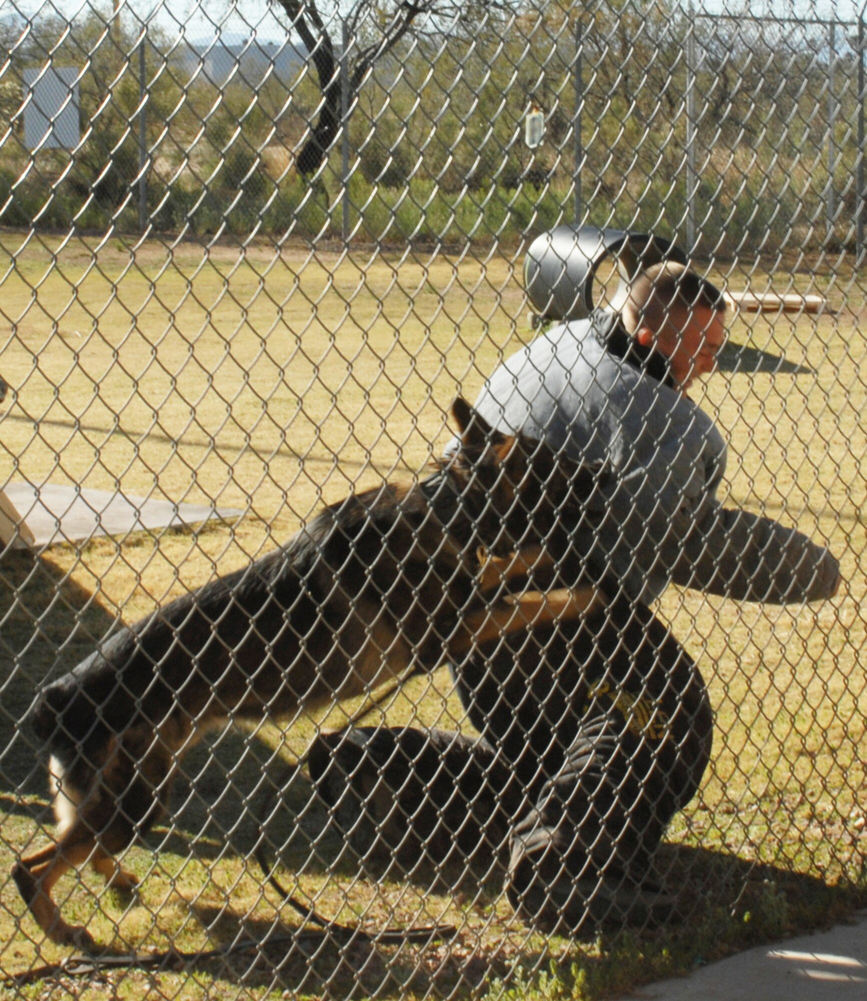 U.S. Air Force Airman 1st Class Jonathan Brown, 25th Operational Weather Squadron weather forecaster, is pulled down from the gate he was trying to climb by military working dog Ceelo during a demonstration on Davis-Monthan Air Force Base, Ariz., Feb. 24. Brown was an attendee of the Behind the Scenes tour, a Desert Lightning Team First Six Council-0sponsored program that gives interested Airmen inside looks into different Air Force career fields. (U.S. Air Force photo by Airman 1st Class Saphfire Cook/Released)