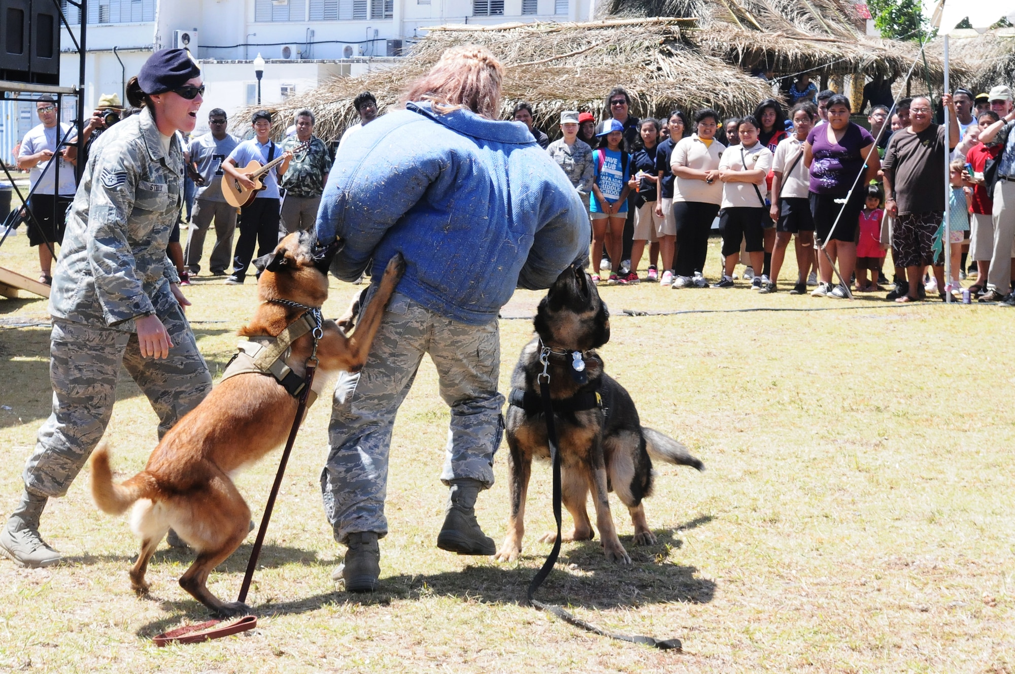 ANDERSEN AIR FORCE BASE, Guam - 36th Security Forces military workings dogs, Cila (Left) and Mike (Right), hold down a role-player after receiving commands from Staff Sgt. Tina Stelly, 36 SFS dog handler, March 13. This demonstration is just to show that two dogs can work together to apprehend a suspect. (U.S. Air Force photo/Senior Airman Carlin Leslie)