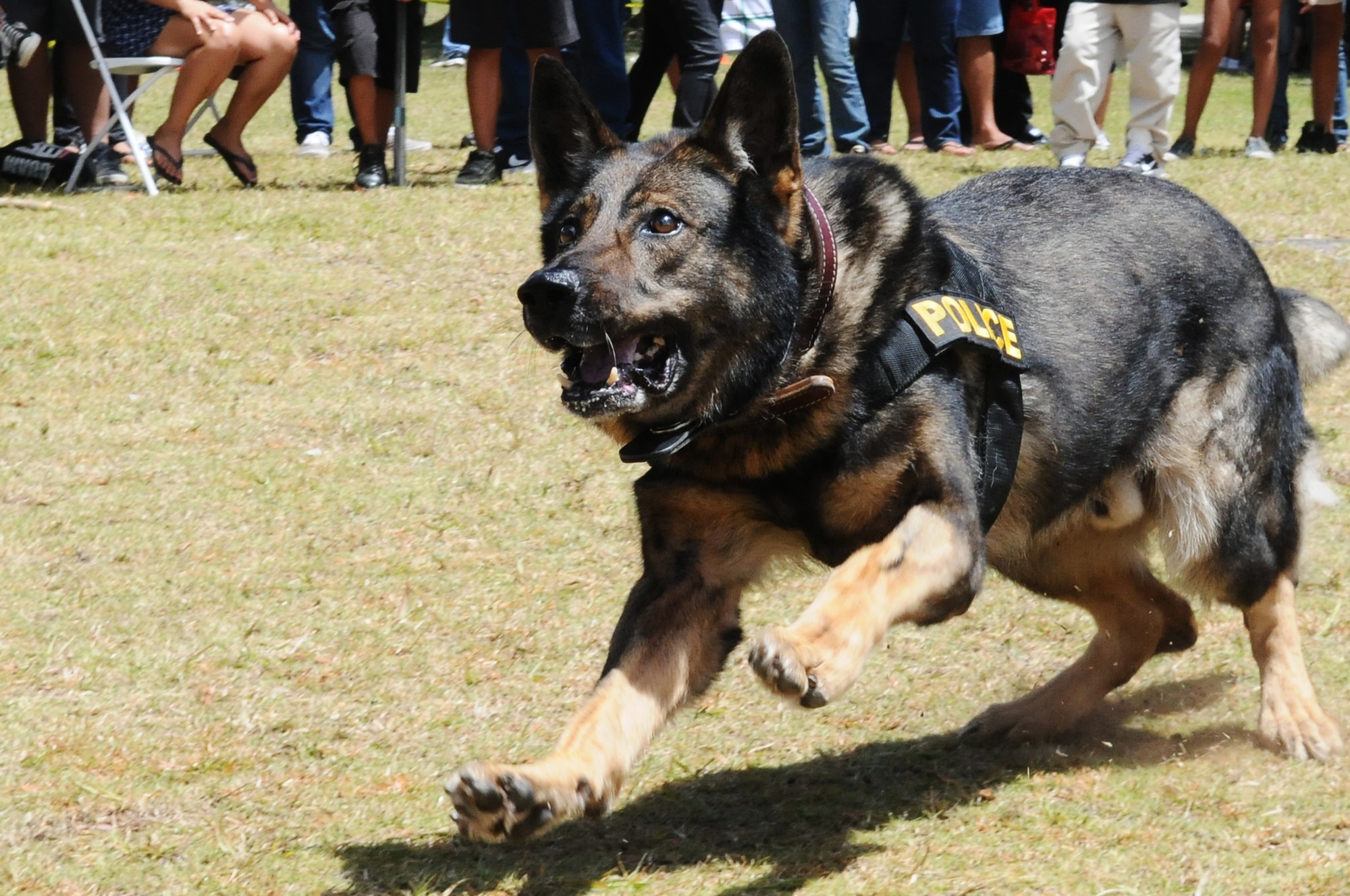 ANDERSEN AIR FORCE BASE, Guam - Mike, a military working dog, prepares to jump after the arm of a fake suspect during a K-9 demonstration at the University of Guam, March 13. Military working dogs are highly trained to support the security forces handler that works with them on a daily basis. (U.S. Air Force photo/Senior Airman Carlin Leslie)
