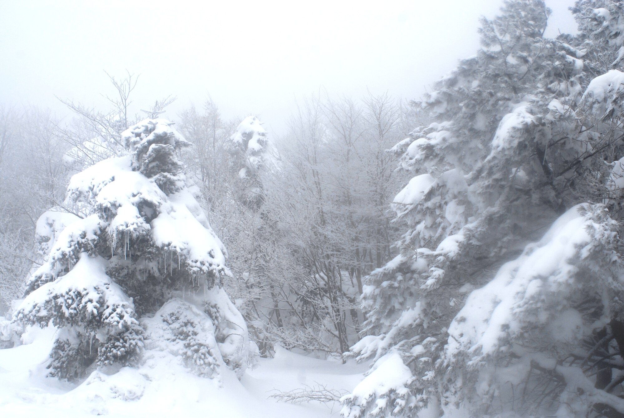 Snow-covered trees along the Eorimok Trail in Hallasan National Park, Republic of Korea. (U.S. Air Force photo/Staff Sgt. Eric Burks)