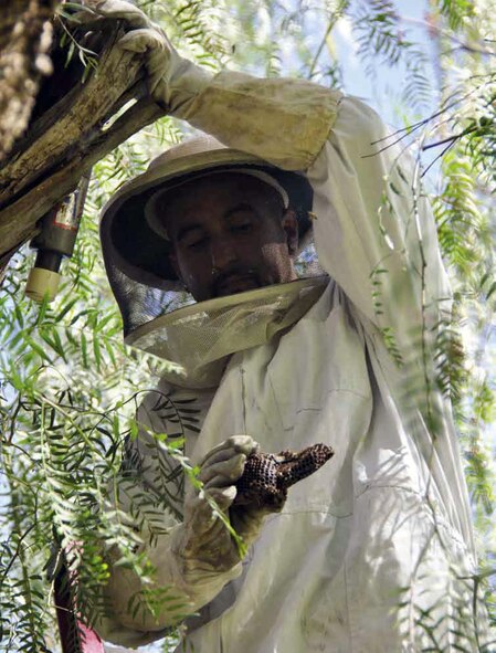 A local pest controller was on base March 8, taking care of a bee problem near the Hap Arnold Club. Here he looks at part of the honeycomb he pulled from the hive inside a hollow tree. (U.S. Air Force photo by Megan Crusher)