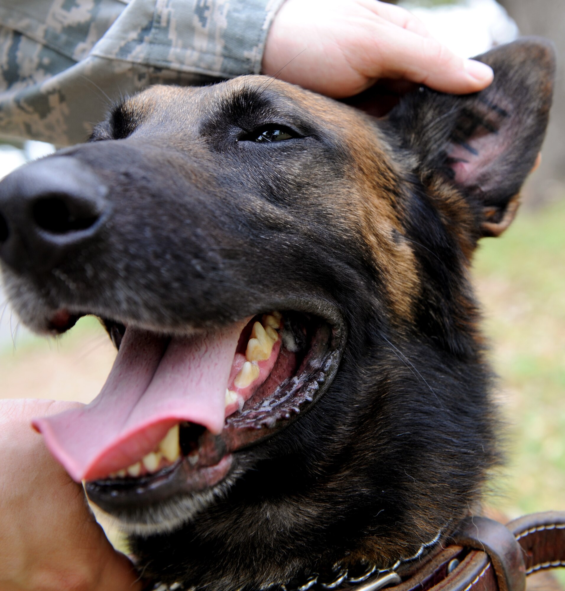 Staff Sgt. Jeffrey Lincoln, 2nd Security Forces Squadron Military Working Dog handler, pets his canine Rufus during a break between vehicle inspections on Barksdale Air Force Base, La., March 15. The tattoo in a MWDs ear is for identification purposes and includes the whelp-series the canine was born into represented by one letter and three digits. (U.S. Air Force photo/Senior Airman Amber Ashcraft) (RELEASED)