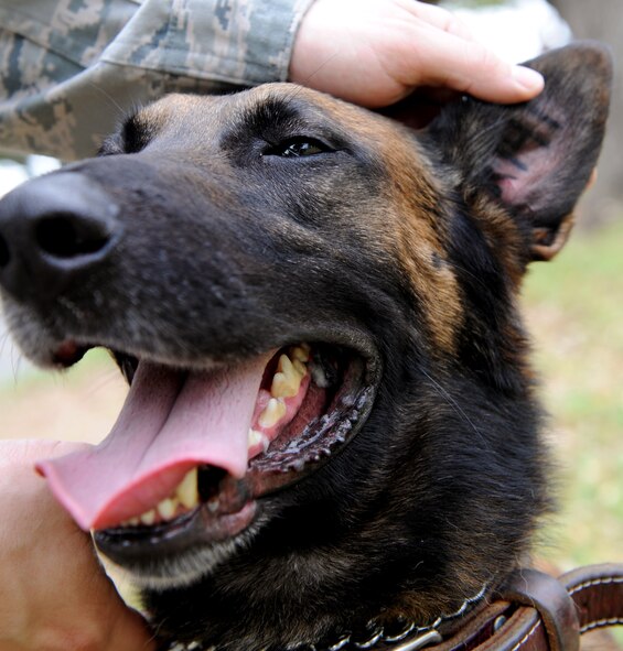 Staff Sgt. Jeffrey Lincoln, 2nd Security Forces Squadron Military Working Dog handler, pets his canine Rufus during a break between vehicle inspections on Barksdale Air Force Base, La., March 15. The tattoo in a MWDs ear is for identification purposes and includes the whelp-series the canine was born into represented by one letter and three digits. (U.S. Air Force photo/Senior Airman Amber Ashcraft) (RELEASED)