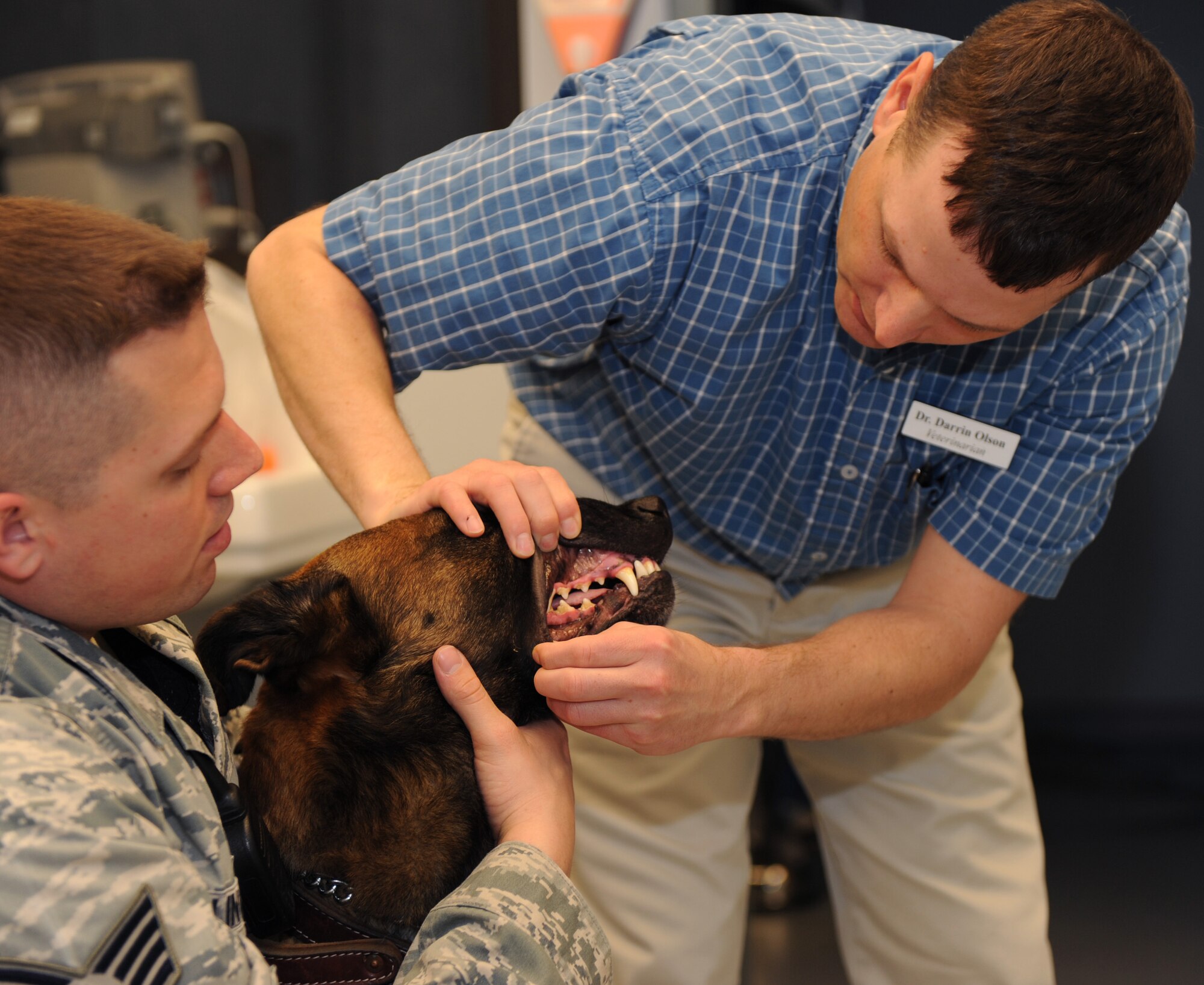 Dr. Darrin Olson, base veterinarian, checks the teeth of Military Working Dog Rufus on Barksdale Air Force Base, La., March 15. MWDs are scheduled for two exams annually but have a "spot day" once a month for a wellness check on their weight, teeth and overall health. (U.S. Air Force photo/Senior Airman Amber Ashcraft) (RELEASED)