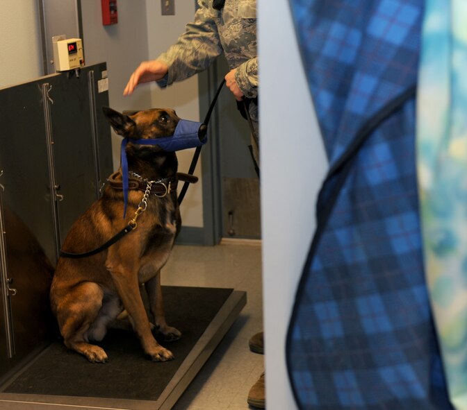 Staff Sgt. Jeffrey Lincoln, 2nd Security Forces Squadron Military Working Dog handler, weighs his canine Rufus at the Veterinary Clinic on Barksdale Air Force Base, La., March 15. MWDs are scheduled for two exams annually but have a "spot day" once a month for a wellness check on their weight, teeth and overall health. (U.S. Air Force photo/Senior Airman Amber Ashcraft) (RELEASED)