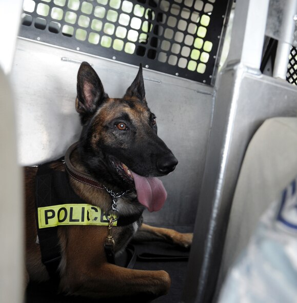Rufus, a Military Working Dog, rides along in a police vehicle on Barksdale Air Force Base, La., March 15. Staff Sgt. Jeffrey Lincoln, 2nd Security Forces Squadron MWD handler, and Rufus spend more than 60 hours together throughout the week training, performing vehicle searches, responding to calls and  patrolling the base and flightline. (U.S. Air Force photo/Senior Airman Amber Ashcraft) (RELEASED)