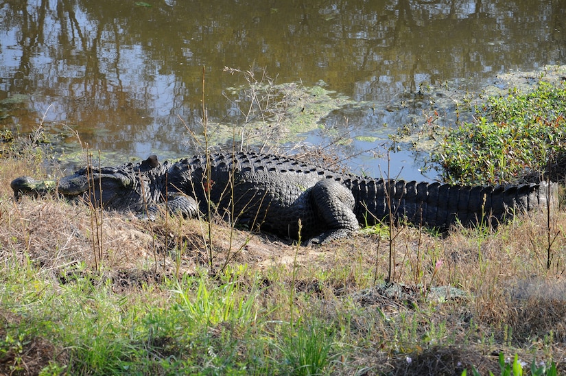 Charlie the alligator enjoys a warm Spring afternoon as he suns himself at Joint Base Charleston - Weapons Station March 15. Charlie is a 600-pound, 12-foot alligator that has been a resident on the Weapons Station since the 1960s. (U.S. Navy photo/Petty Officer 1st Class Jennifer Hudson)