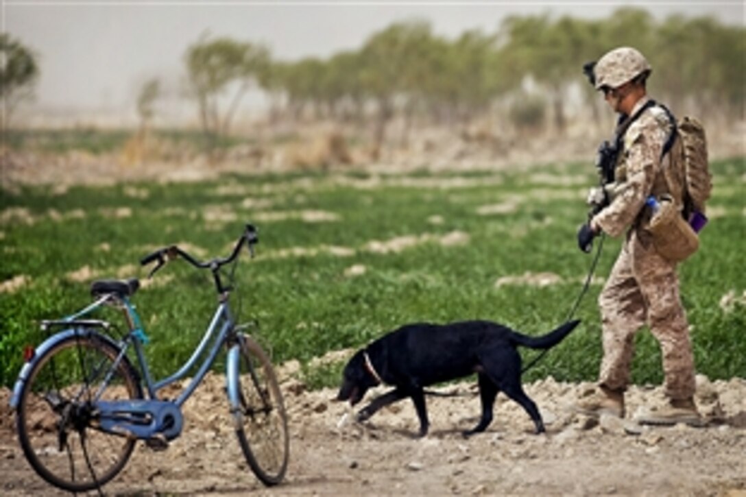 U.S. Marine Cpl. Kyle Click and his military working dog, Windy, an improvised explosive device detection dog, search the perimeter of the Safar School compound in the Garmsir district of Afghanistan's Helmand province, March 18, 2012. Click and Windy are assigned to Kilo Company, 3rd Battalion, 3rd Marine Regiment.