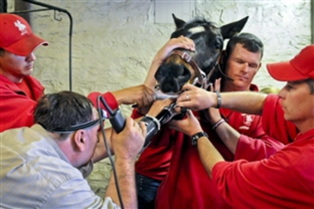 From left to right, Army Sgt. Brian Roebuck, Ron Roller, 1st Sgt. John Wear and Sgt. Tommy Evans "float" Bill's teeth at the Commanding General's Mounted Color Guard stables on Fort Hood, Texas, March 15, 2012. Roller is the unit's civilian trainer. A domesticated horse's diet does not allow for even wear of its teeth, creating sharp ridges on the sides. The process to smooth the ridges is called floating, and requires a special tool attached to a drill.