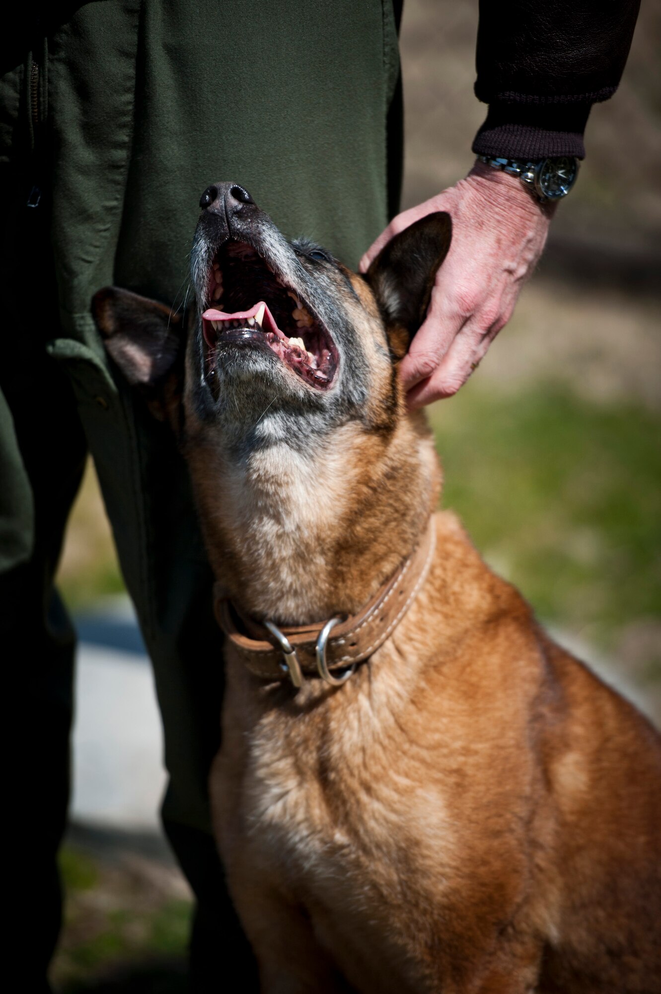 YOKOTA AIR BASE, Japan -- Col. Otto Feather, 374th Airlift Wing commander, scratches the ear of Elra, a 374th Security Forces Squadron military working dog, during her retirement ceremony at Yokota Air Base, Japan, March 20, 2012. Elra was a military working dog for more than eight years and deployed four times during her career. (U.S. Air Force photo/Staff Sgt. Samuel Morse)