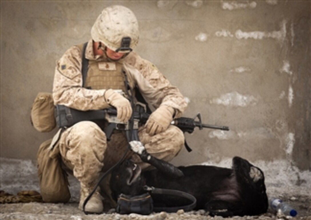 U.S. Marine Lance Cpl. Evan Frickey, a dog handler with 3rd Marine Regiment, plays with Cookie, an improvised explosive device detection dog, while providing security at the Safar School compound, Garmsir district, Afghanistan, on March 18, 2012.  