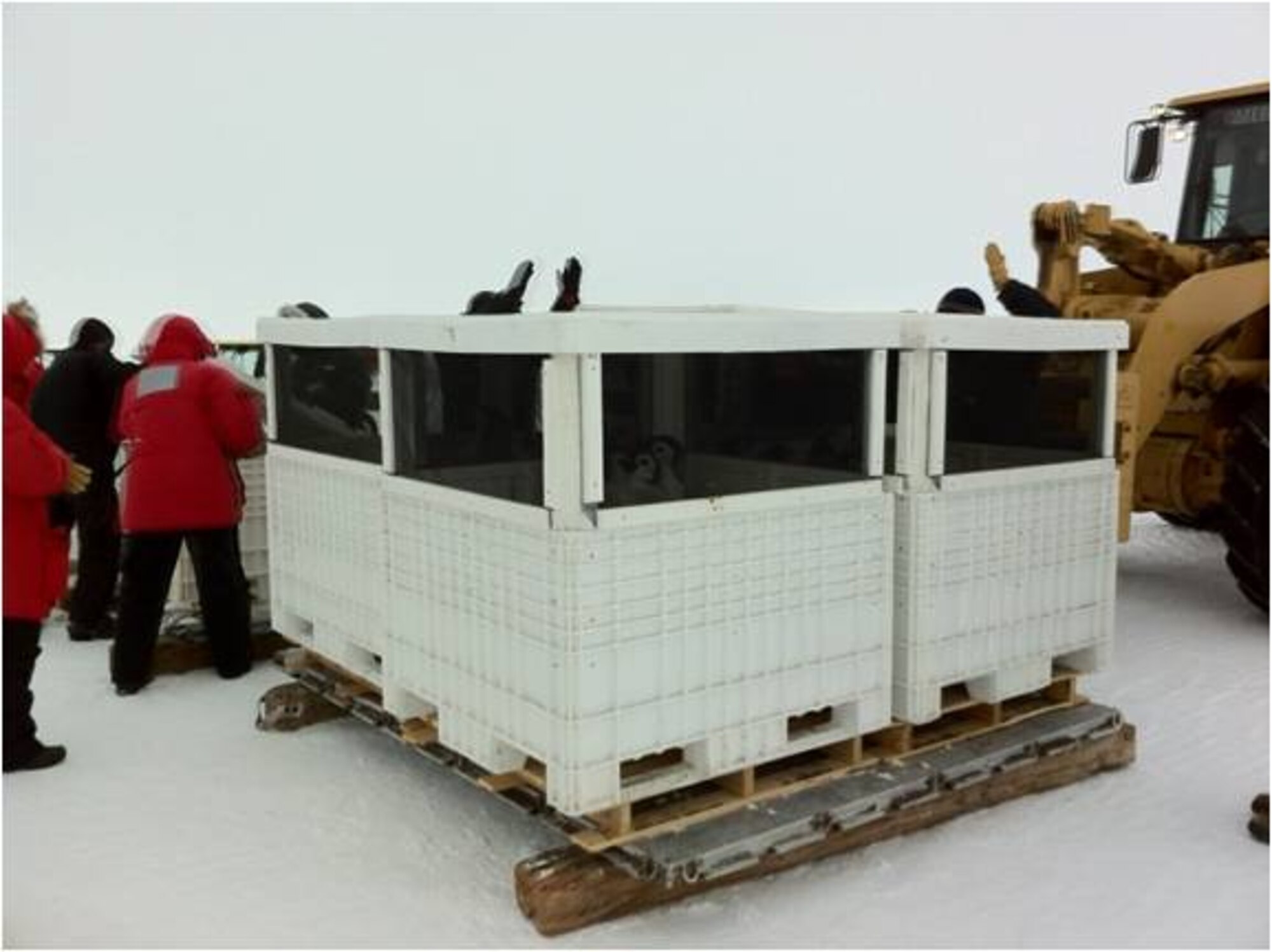 After hours of coordination between Team McChord leadership and the National Science Foundation, the decision was made to transport ten juvenile Emperor penguins on Dec. 5, 2011, from a remote location in Antarctica to Seaworld in San Diego, Calif. (U.S. Air Force courtesy photo)