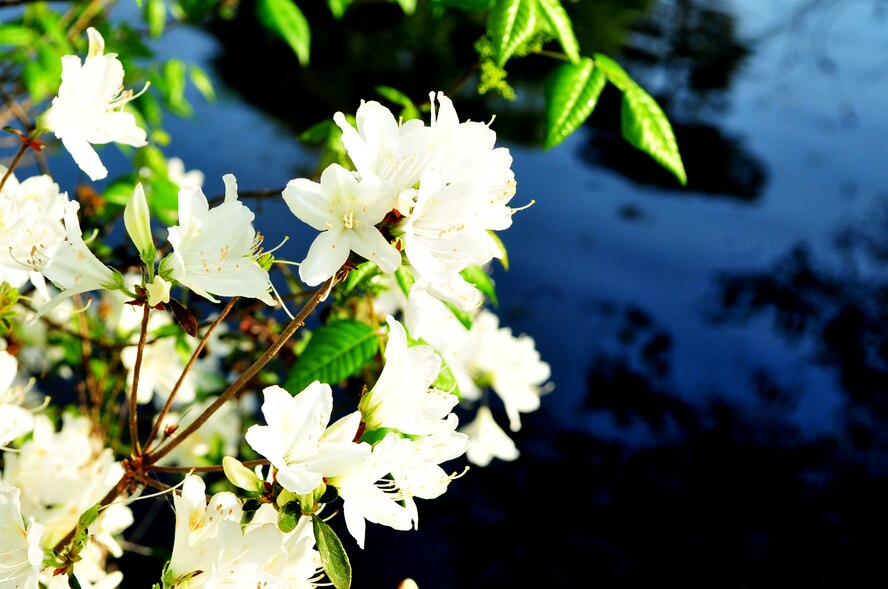 Flowers and trees go into bloom with no time to waste; spring has officially sprung at Shaw Air Force Base, S.C., March 23, 2012. (U.S. Air Force photo by Airman 1st Class Ashley L. Gardner/Released)