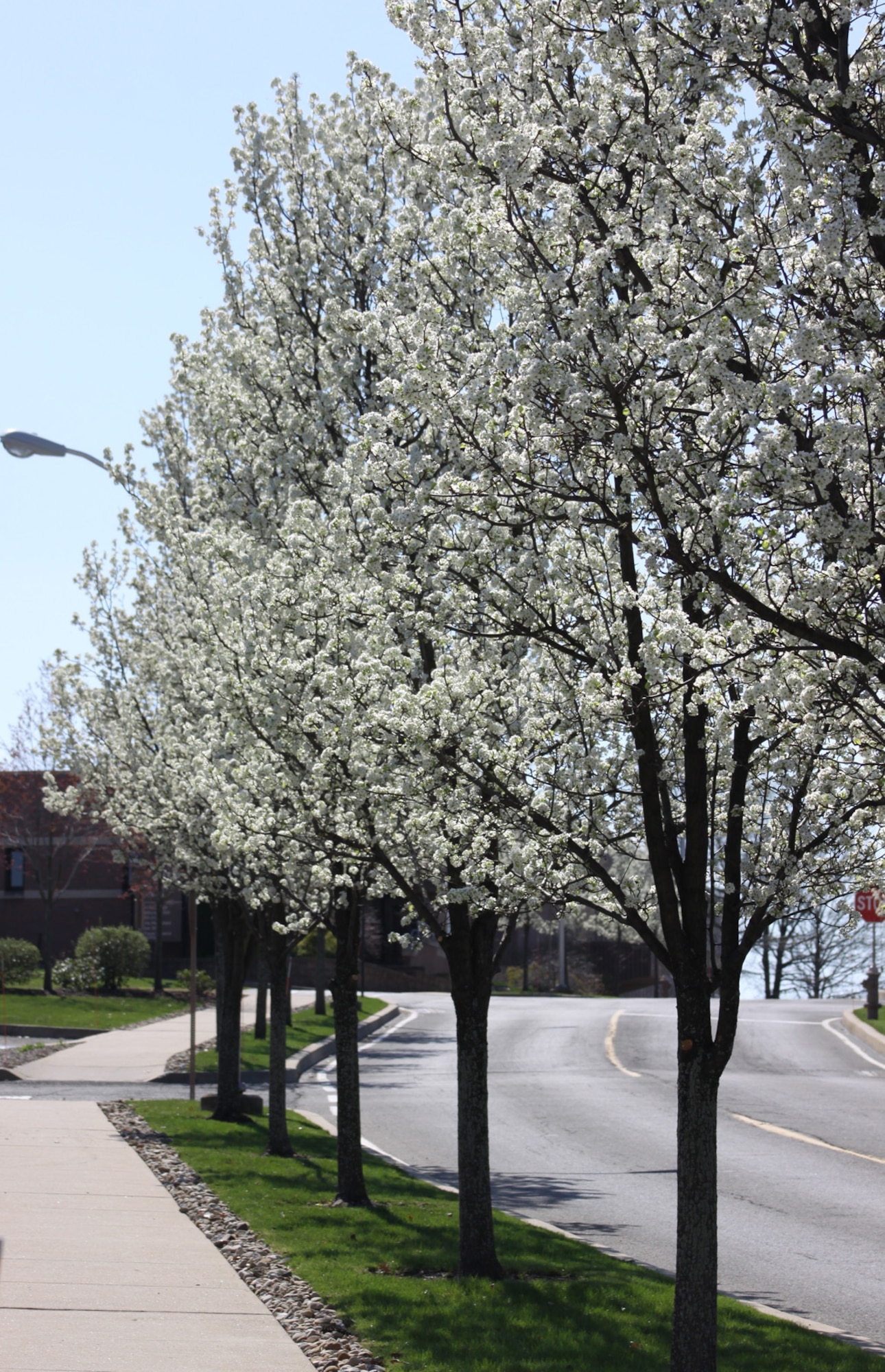 Signs of new life at the 911th Airlift Wing as spring shows her face along Defense Avenue with Bradford Pear trees in full bloom. (U.S. Air Force photo by Master Sgt. Mark Winklosky/Released)
