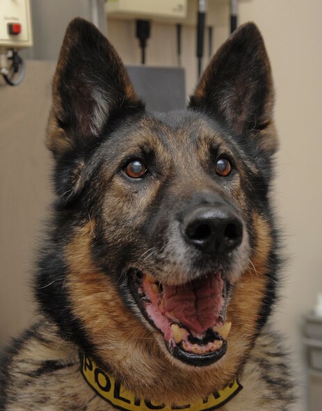 Rex, 56th Security Forces Squadron military working dog, patiently waits for his six-month checkup at the base Veterinary Treatment Facility here Mar. 6. Rex is the oldest military working on base and has been here since 2002. His retirement paperwork has been submitted and is currently awaiting approval. (U.S. Air Force photo by Staff Sgt. Darlene Seltmann)
