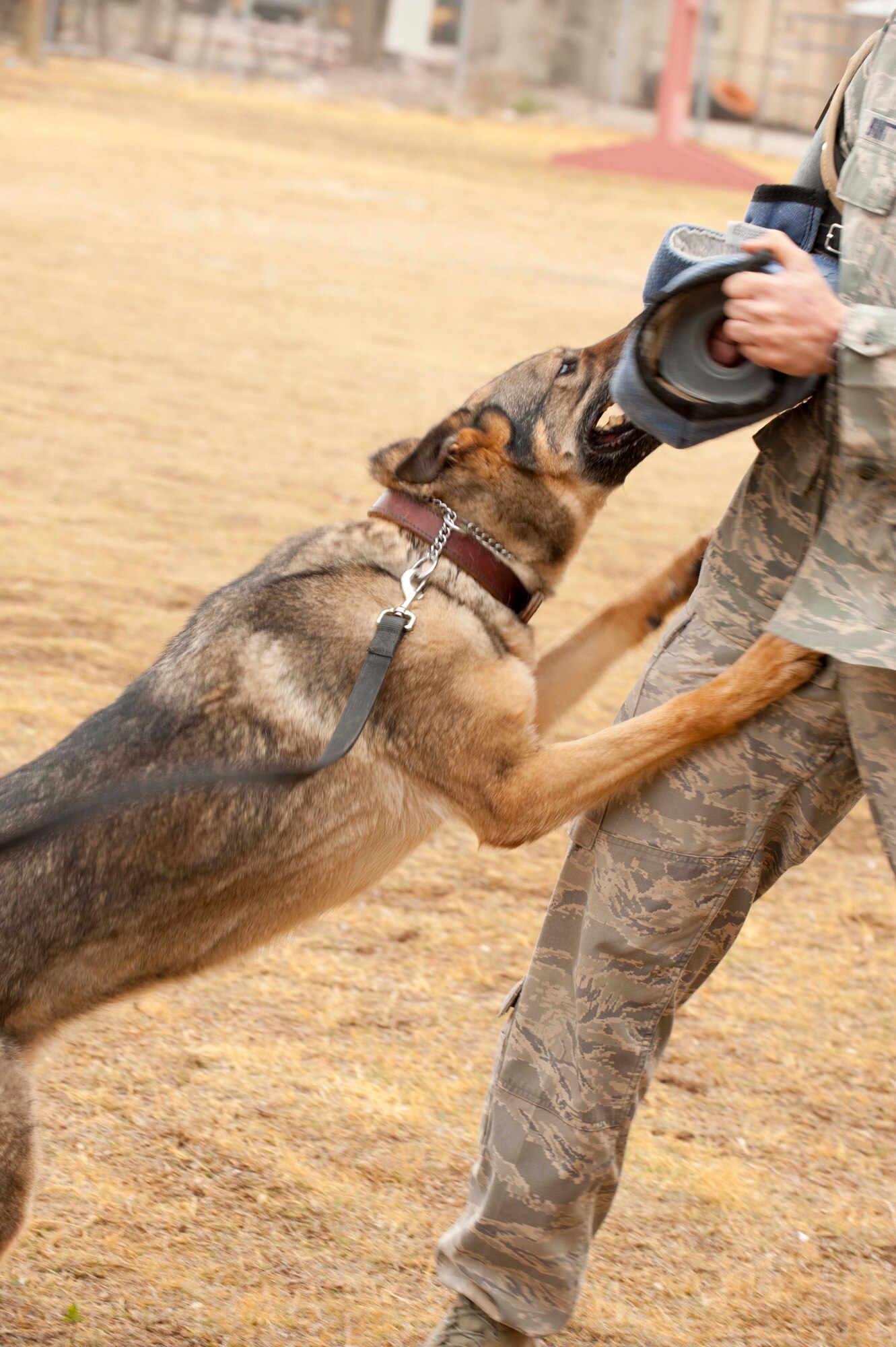 HOLLOMAN AIR FORCE BASE, N.M. -- Esta, a 7-year-old military working dog with 49th Security Forces Squadron, lunges at Staff Sgt. Zachary Burtt, March 20. Burtt demonstrates proper handling and decoy procedures during a class that teaches Airmen how to properly handle a MWD and act as a decoy during training events. MWDs are used throughout the military to detect explosive devices and illegal narcotics and assist during patrol on military installations worldwide. (U.S. Air Force photo by Airman Leah Ferrante/Released)

