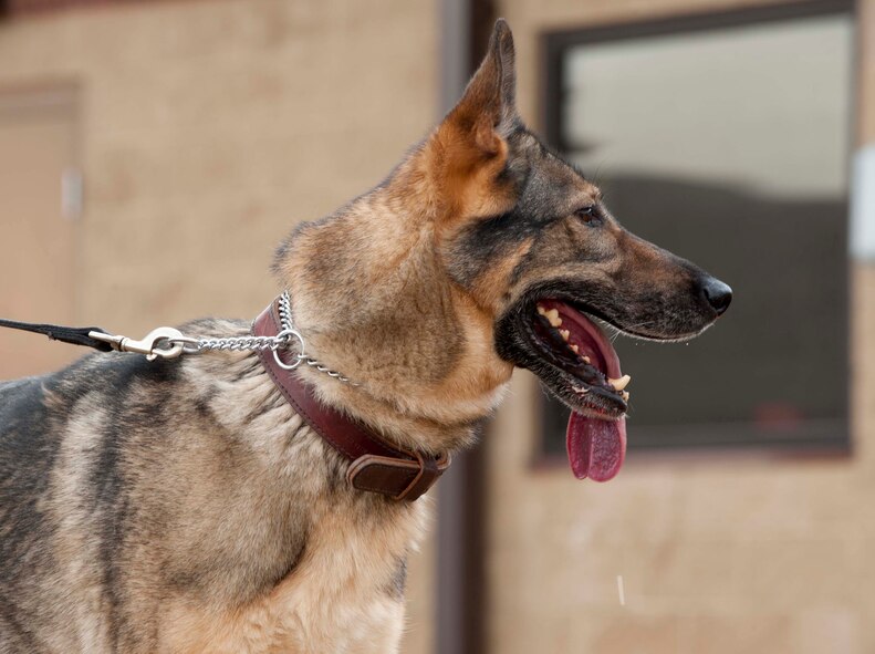 HOLLOMAN AIR FORCE BASE, N.M.-- Esta, a 7-year-old military working dog with the 49th Security Forces Squadron, takes a break from a decoy training March 20. MWDs are used throughout the military to detect explosive devices and illegal narcotics and assist during patrol on military installations worldwide. (U.S. Air Force photo by Airman Leah Ferrante/Released)     