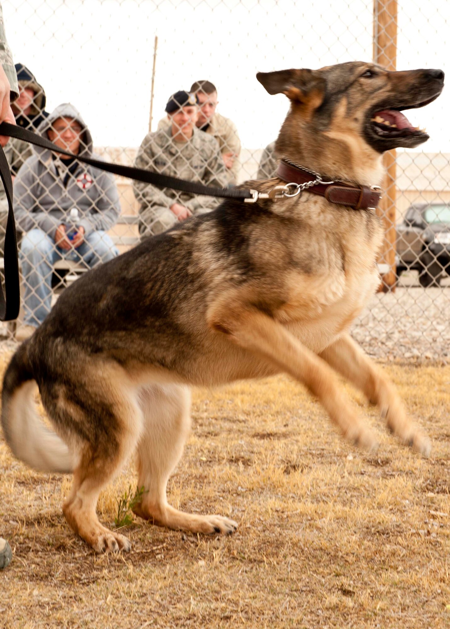HOLLOMAN AIR FORCE BASE, N.M. -- Esta, a 7-year-old military working dog with the 49th Security Forces Squadron, jumps as she awaits the command to attack a decoy during a training class March 20. The decoy training class is used to help understand proper decoy and dog handling procedures. MWDs are used throughout the military to detect explosive devices and illegal narcotics and assist during patrol on military installations worldwide. (U.S. Air Force photo by Airman Leah Ferrante/Released)