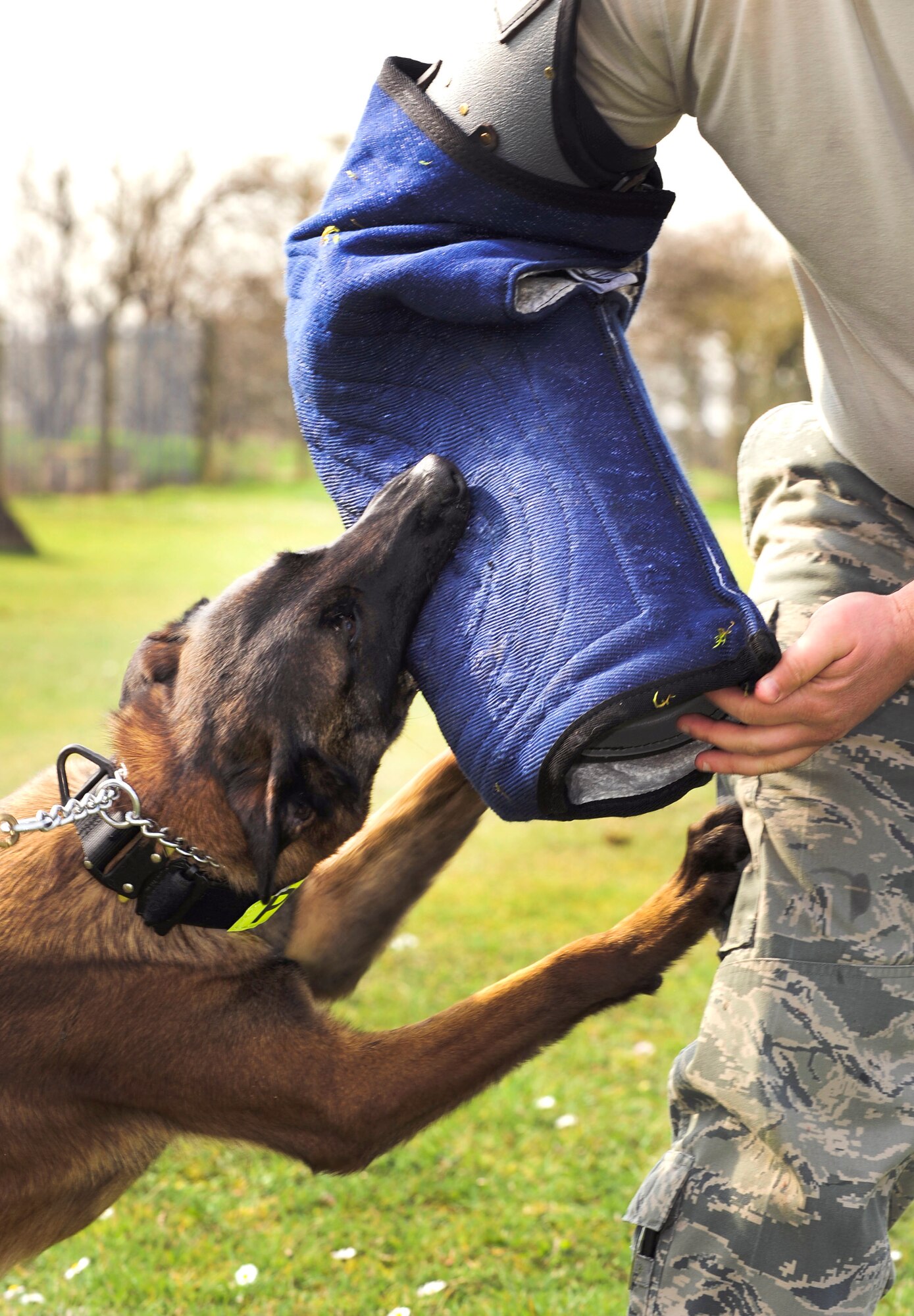 RAF MILDENHALL, England – Military Working Dog Vvonya, 100th Security Forces Squadron, attacks and subdues an assailant decoy during a patrol training exercise here March 21, 2012. The bite sleeve is designed to protect the assailant decoy with a bite bar, reinforced plastic and a burlap wrap while also encouraging the MWD to get a full mouth bite of the assailant and to hold rather than chew. (U.S. Air Force photo/Senior Airman Ethan Morgan)