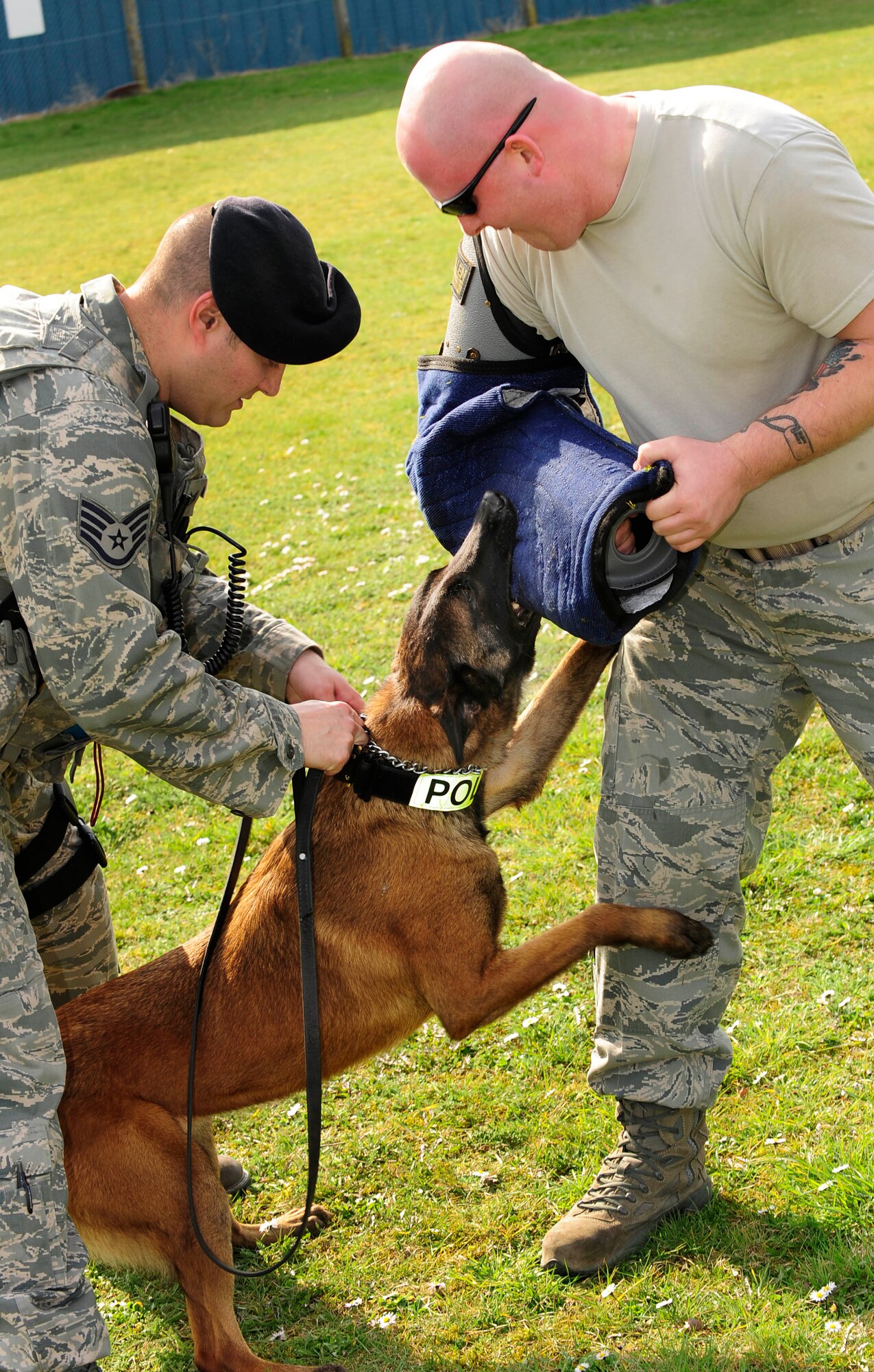 RAF MILDENHALL, England – Staff Sgt. Samuel Giordano, 100th Security Forces Squadron military working dog handler, attaches a leash to MWD Vvonya after the dog subdued Staff Sgt. Jason Laux, military working dog handler, during a patrol training exercise here March 21, 2012. Laux acted as an assailant decoy for the exercise that was part of an immersion program run by the Company Grade Officer Council. (U.S. Air Force photo/Senior Airman Ethan Morgan)