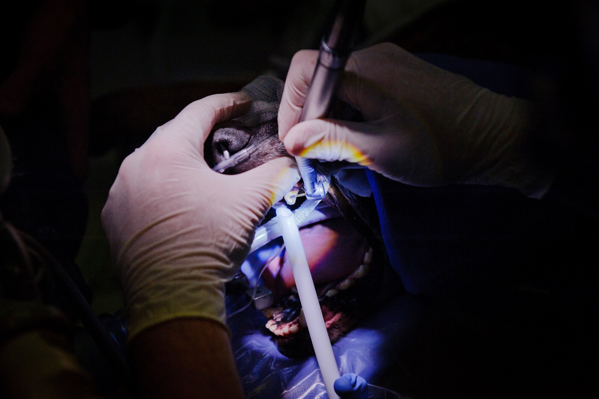 SOUTHWEST ASIA – U.S. Air Force Lt. Col. Richard Eckert, 379th Expeditionary Medical Group dentist, works on Roy’s tooth here March 15, 2012. (U.S. Air Force photo/Staff Sgt. Nathanael Callon)