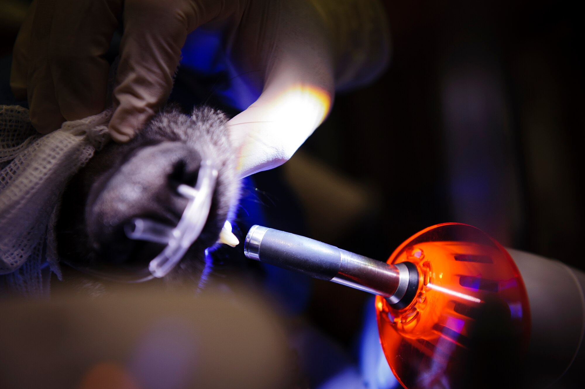 SOUTHWEST ASIA – U.S. Air Force Lt. Col. Richard Eckert, 379th Expeditionary Medical Group dentist, works on Roy’s tooth here March 15, 2012. (U.S. Air Force photo/Staff Sgt. Nathanael Callon)
