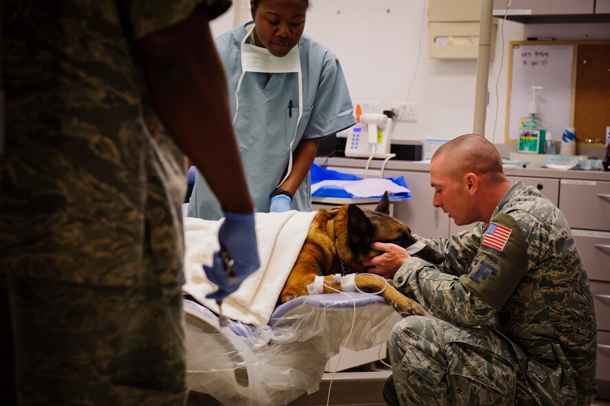 SOUTHWEST ASIA – U.S. Air Force Tech. Sgt. Jeremy Fowler, 379th Expeditionary Security Forces Squadron kennel master, pets Roy, an eight-year-old Belgian Malinois military working dog, before a dental team fills Roy’s tooth here March 15, 2012. (U.S. Air Force photo/Staff Sgt. Nathanael Callon)