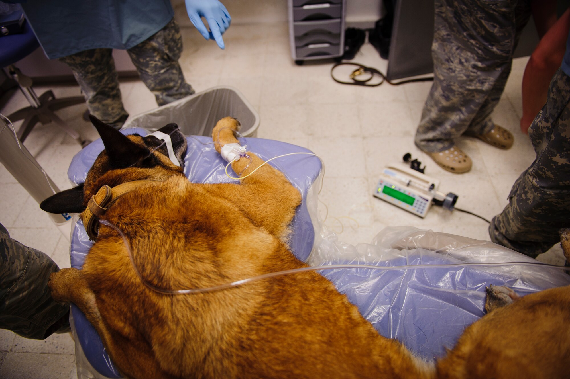 SOUTHWEST ASIA – Roy, an eight-year-old Belgian Malinois military working dog, sleeps as the dental team prepares him for x-rays here March 15, 2012. (U.S. Air Force photo/Staff Sgt. Nathanael Callon)