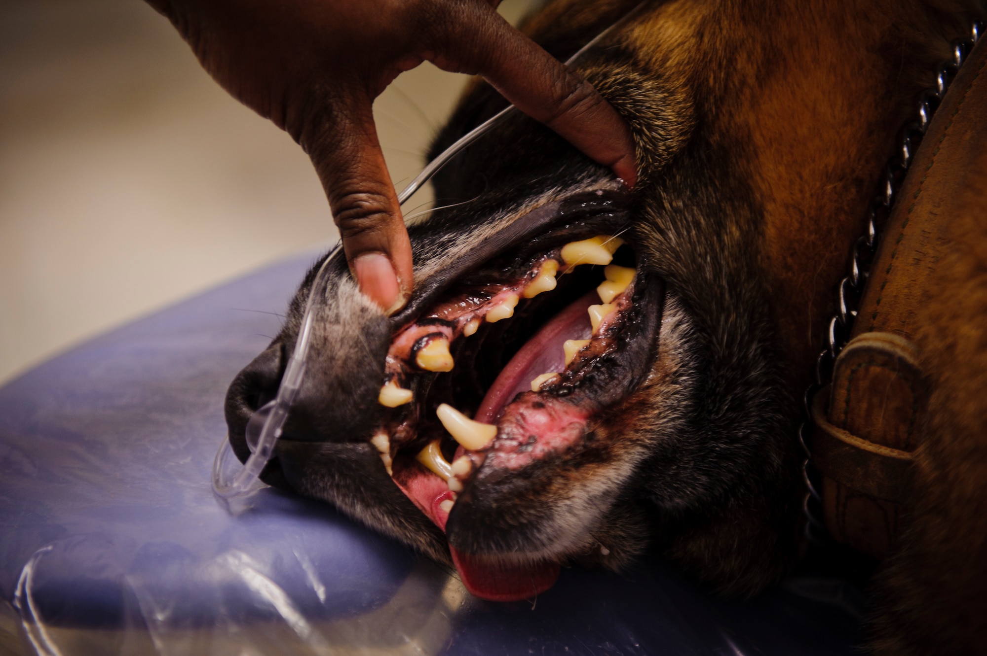 SOUTHWEST ASIA – U.S. Army 1st Lt. Maria Harris, 422nd Medical Detachment Veterinary Services veterinarian, examines Roy’s broken tooth before his dental operation here March 15, 2012. (U.S. Air Force photo/Staff Sgt. Nathanael Callon)