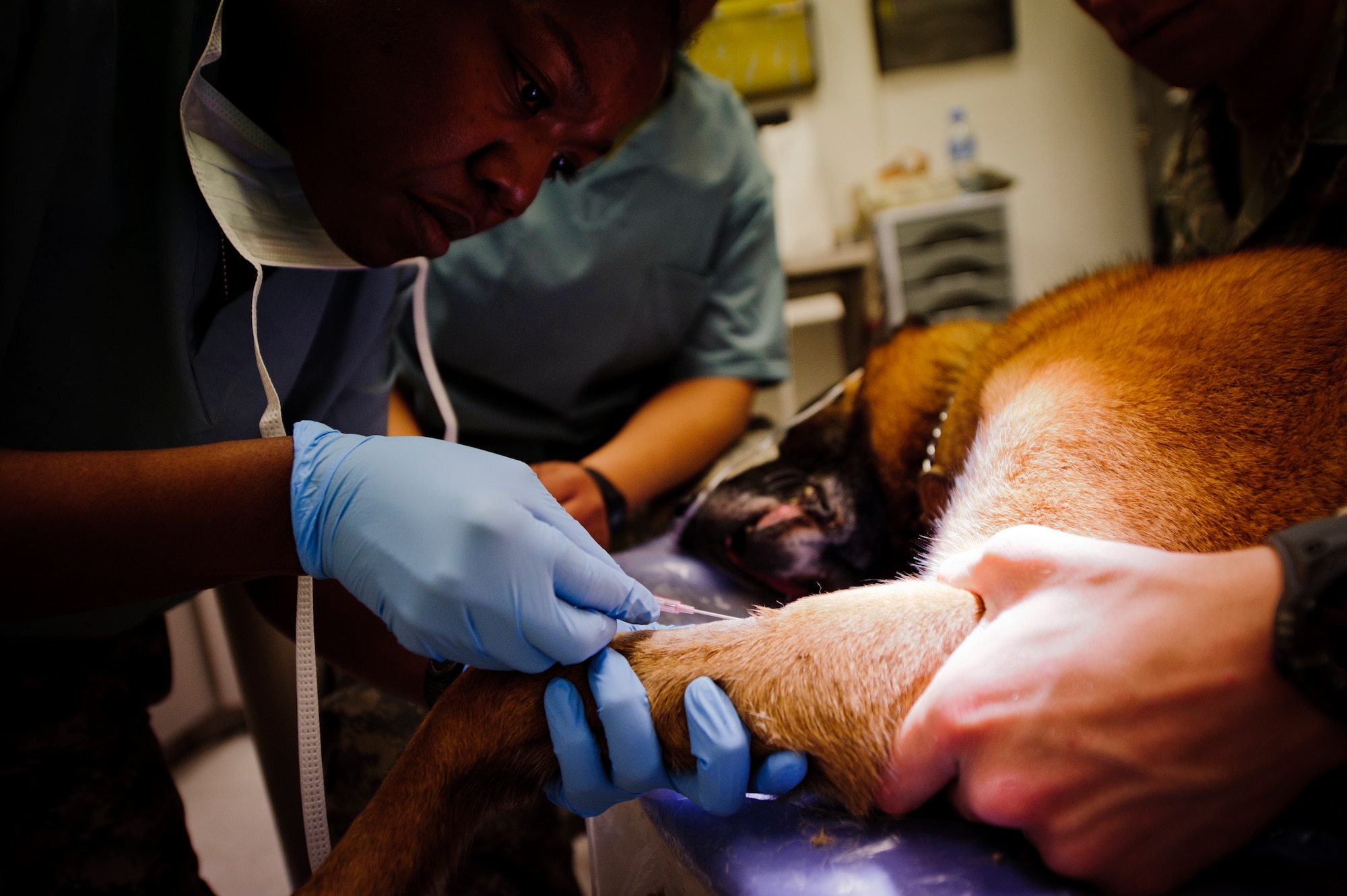 SOUTHWEST ASIA – U.S. Army 1st Lt. Maria Harris, 422nd Medical Detachment Veterinary Services veterinarian, inserts an IV line into Roy’s leg here March 15, 2012. (U.S. Air Force photo/Staff Sgt. Nathanael Callon) 