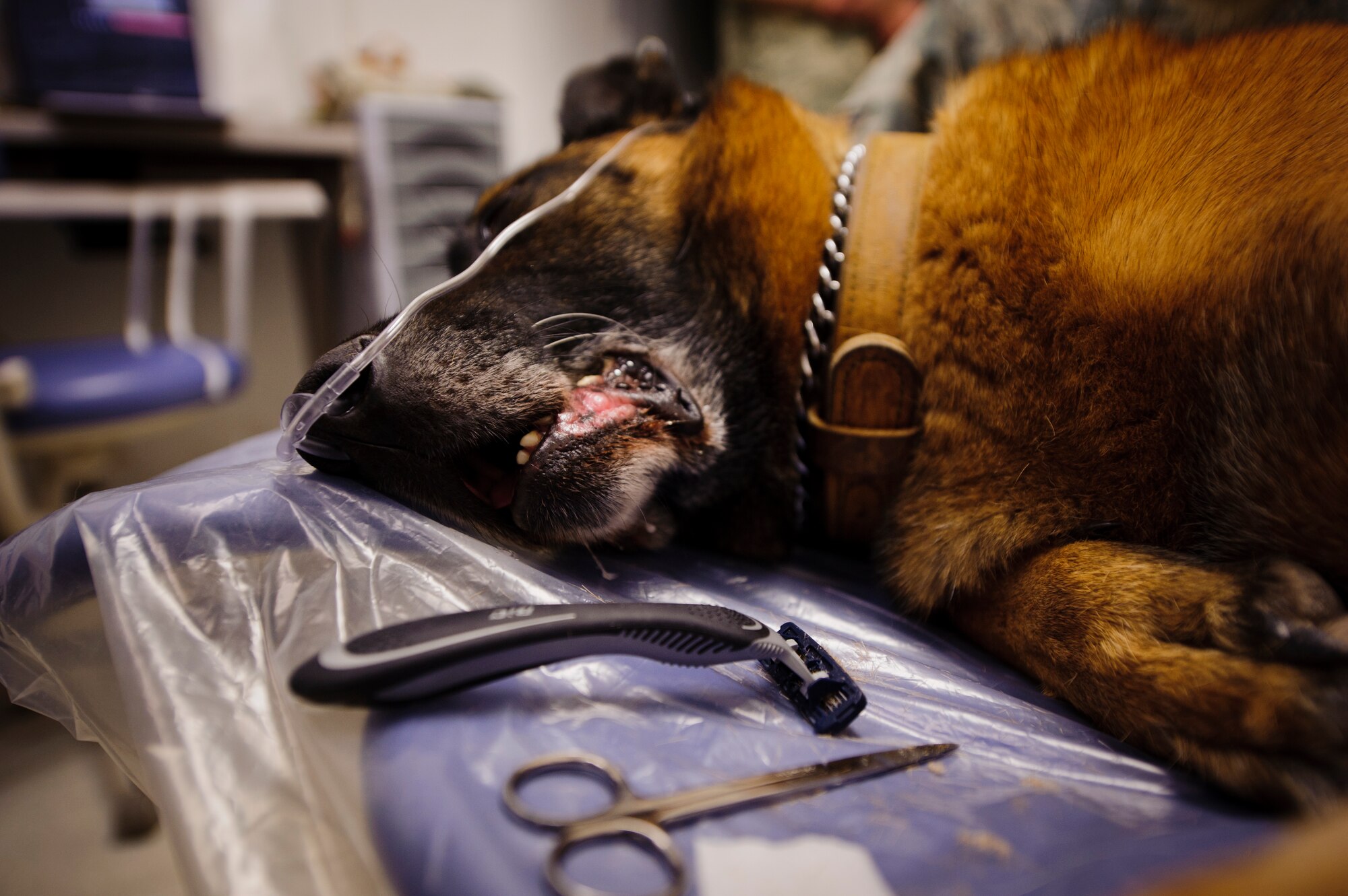 SOUTHWEST ASIA – Roy, an eight-year-old Belgian Malinois military working dog, sleeps on a dental chair before his operation here March 15, 2012. (U.S. Air Force photo/Staff Sgt. Nathanael Callon) 