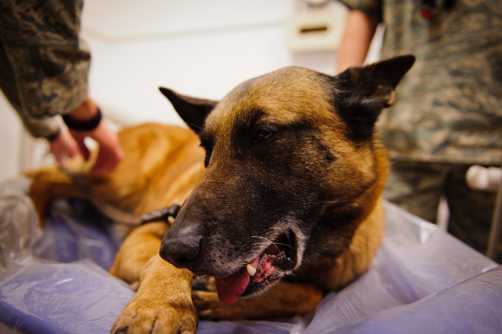 SOUTHWEST ASIA – Roy, an eight-year-old Belgian Malinois military working dog, falls asleep after being put on a dental chair here March 15, 2012. (U.S. Air Force photo/Staff Sgt. Nathanael Callon) 