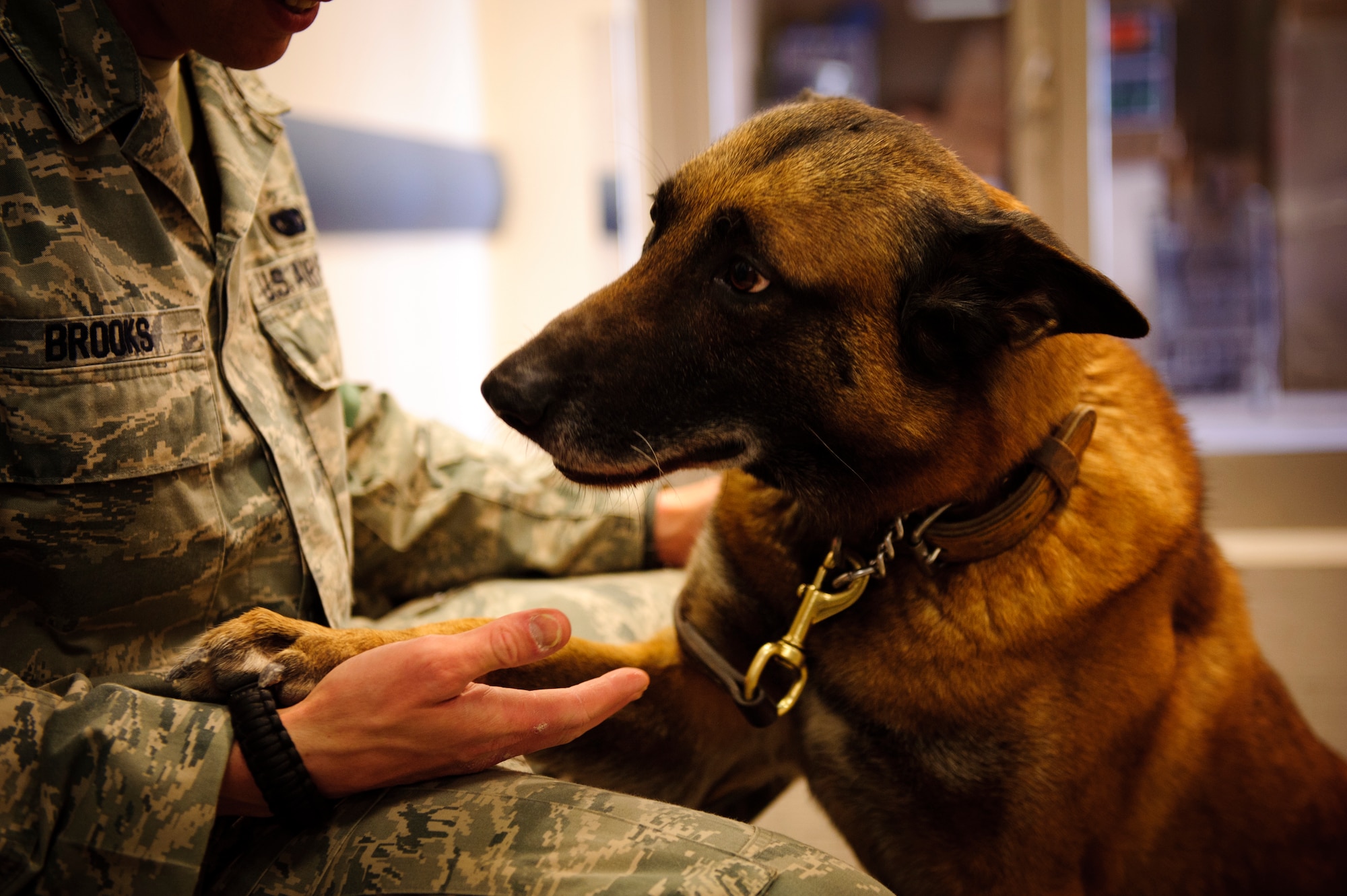 SOUTHWEST ASIA – Roy, an eight-year-old Belgian Malinois military working dog, seeks comfort from his handler, U.S. Air Force Staff Sgt. Joel Brooks, 405th Expeditionary Security Forces Squadron dog handler, before going in for a tooth filling here March 15, 2012. (U.S. Air Force photo/Staff Sgt. Nathanael Callon) 