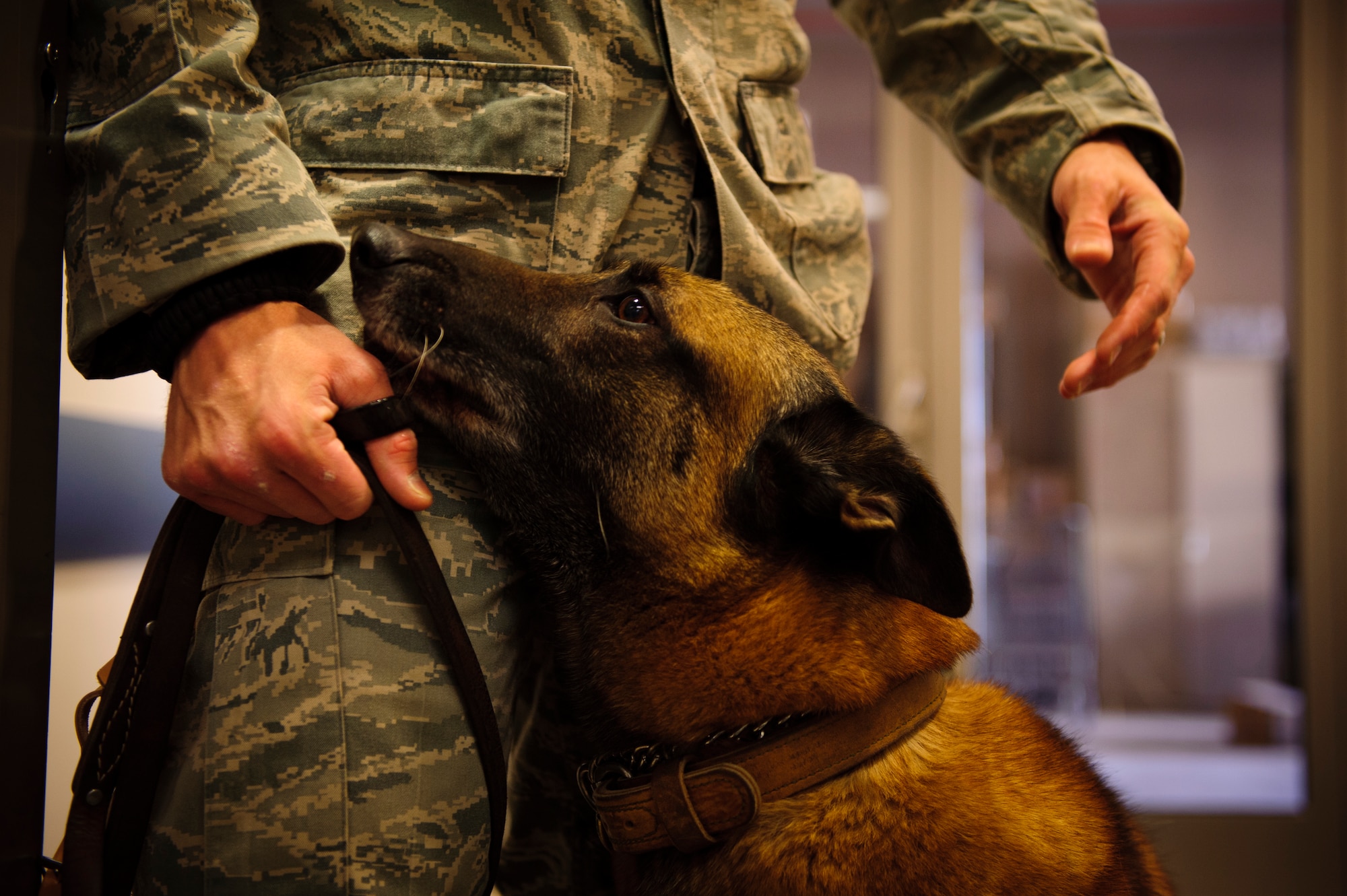 SOUTHWEST ASIA – Roy, an eight-year-old Belgian Malinois military working dog, seeks comfort from his handler, U.S. Air Force Staff Sgt. Joel Brooks, 405th Expeditionary Security Forces Squadron dog handler, before going in for a tooth filling here March 15, 2012. (U.S. Air Force photo/Staff Sgt. Nathanael Callon) 